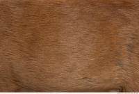 animal skin doe fur 0008